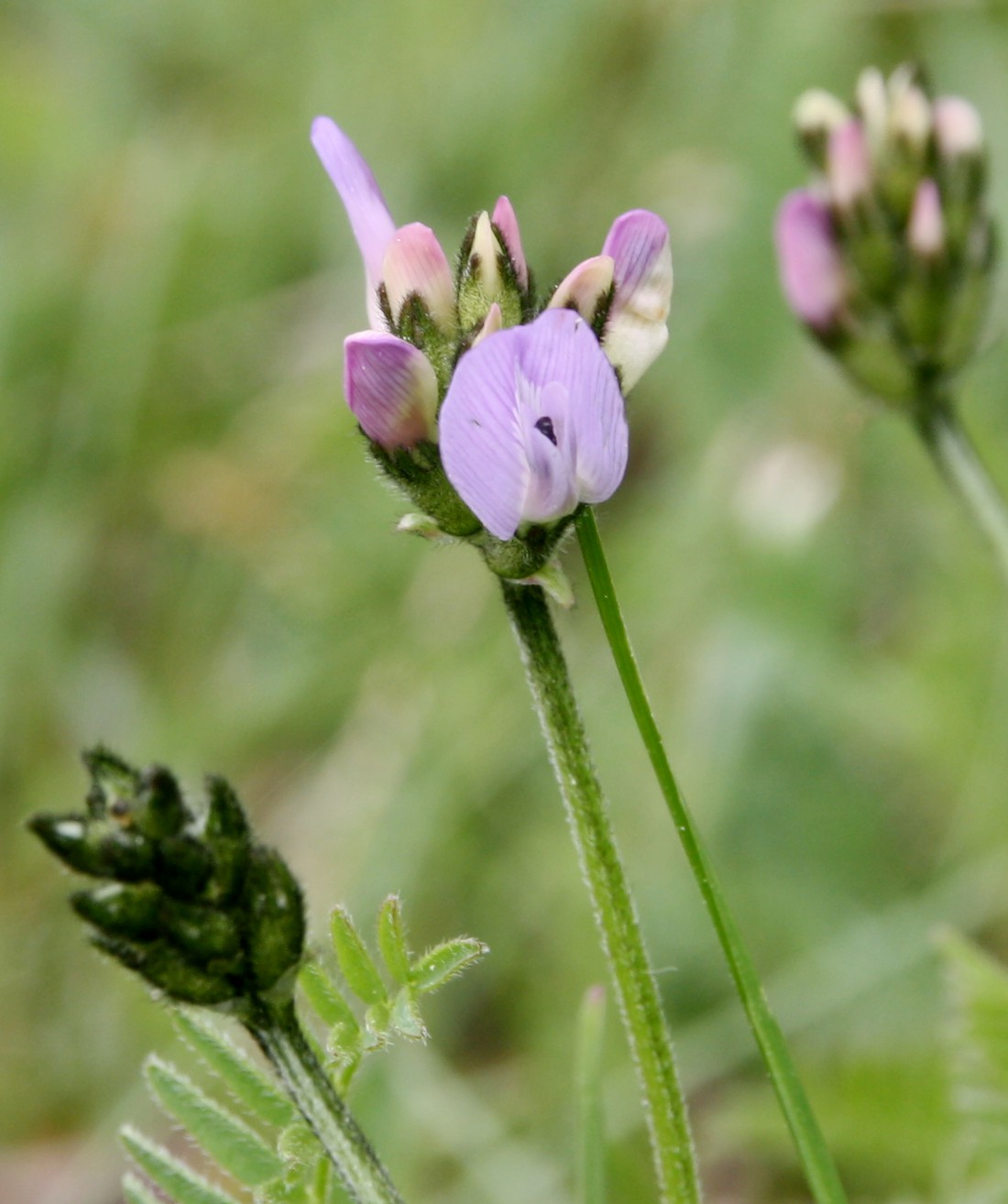 Изображение особи Astragalus danicus.