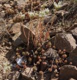 Sedum alberti