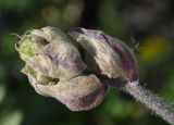 Crepis vesicaria