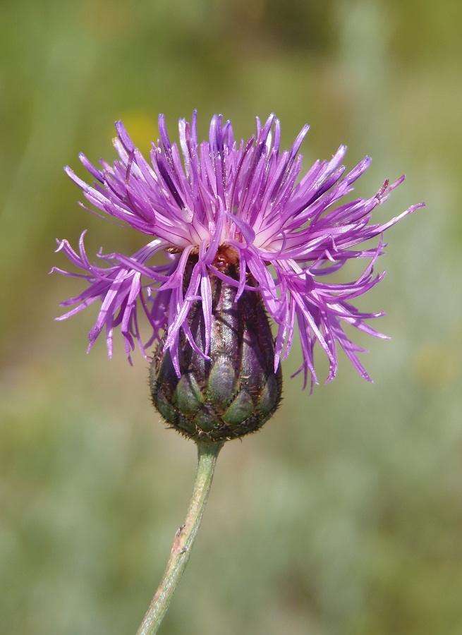 Изображение особи Centaurea adpressa.