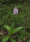 Orchis purpurea подвид caucasica. Цветущее растение. Краснодарский край, м/о город-курорт Геленджик, окр. пос. Светлый, щель Церковная, дубовый лес на берегу водохранилища. 6 мая 2017 г.