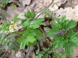 Corydalis cava