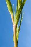 Tragopogon dubius ssp. major