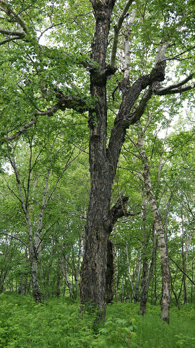 Изображение особи Betula ermanii.