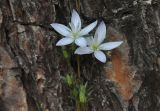 род Lomatogonium. Цветки и бутоны. Китай, Юньнань, горы Shibaoshan (Shibao Shan), окр. храма Шицзхон (Shizhong Temple), смешанный лес. 26 октября 2016 г.