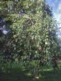 Populus × rasumowskiana. Характерные свисающие тонкие ветви. Москва, в культуре. 03.09.2017.