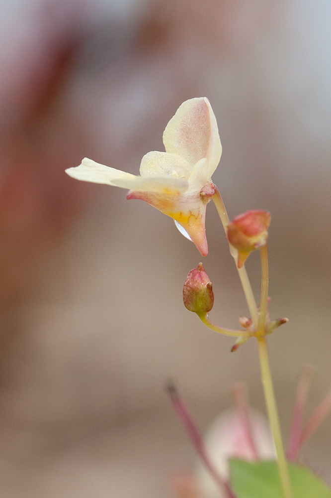 Изображение особи Impatiens parviflora.