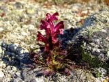 Pedicularis ochotensis. Цветущее растение. Магаданская обл., окр. г. Магадан, п-ов Старицкого, каменистая вершинка сопки. 08.06.2012.