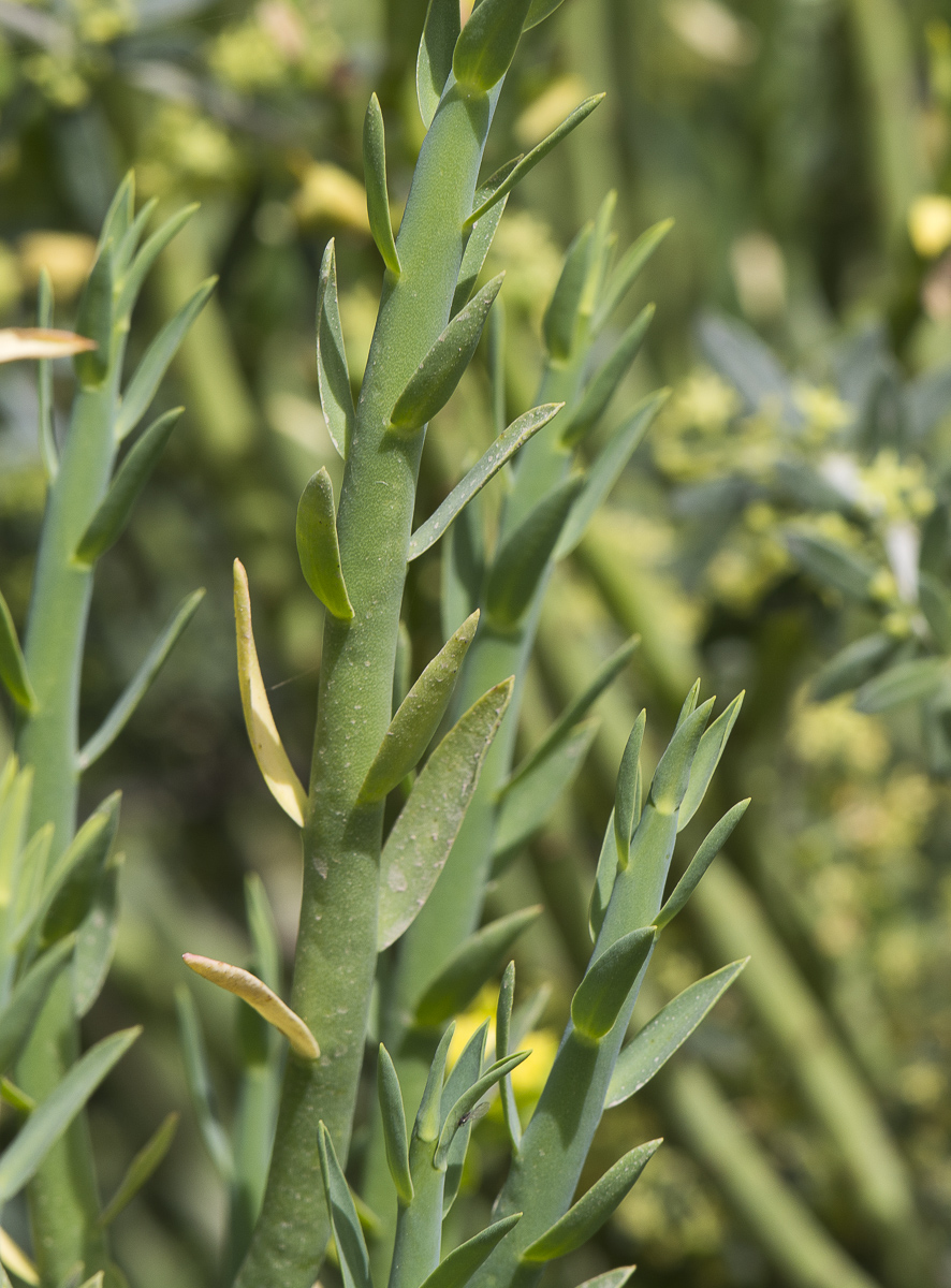 Изображение особи Euphorbia mauritanica.