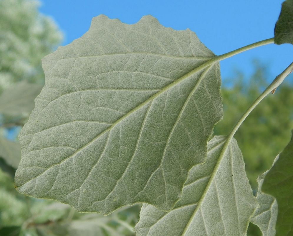 Изображение особи Populus alba.