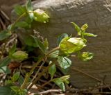 Scutellaria supina