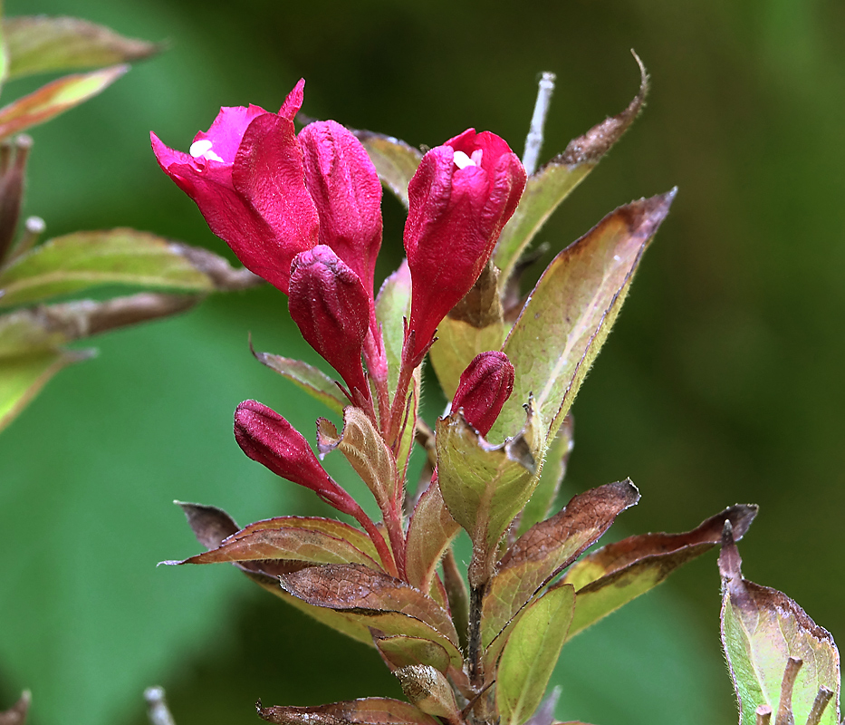 Image of Weigela hybrida specimen.