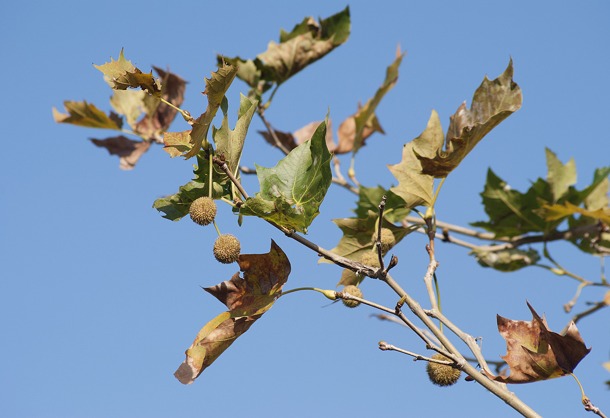 Изображение особи Platanus &times; acerifolia.