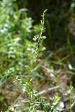 Silene tatarica