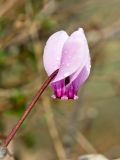 Cyclamen graecum. Цветок. Греция, о-в Крит, ном Ханья (Νομός Χανίων), дим Колимвари (Δήμος Κολυμβαρίου), окр. деревни Афрата (Αφράτα), на вершине известнякового валуна. 14 октября 2021 г.