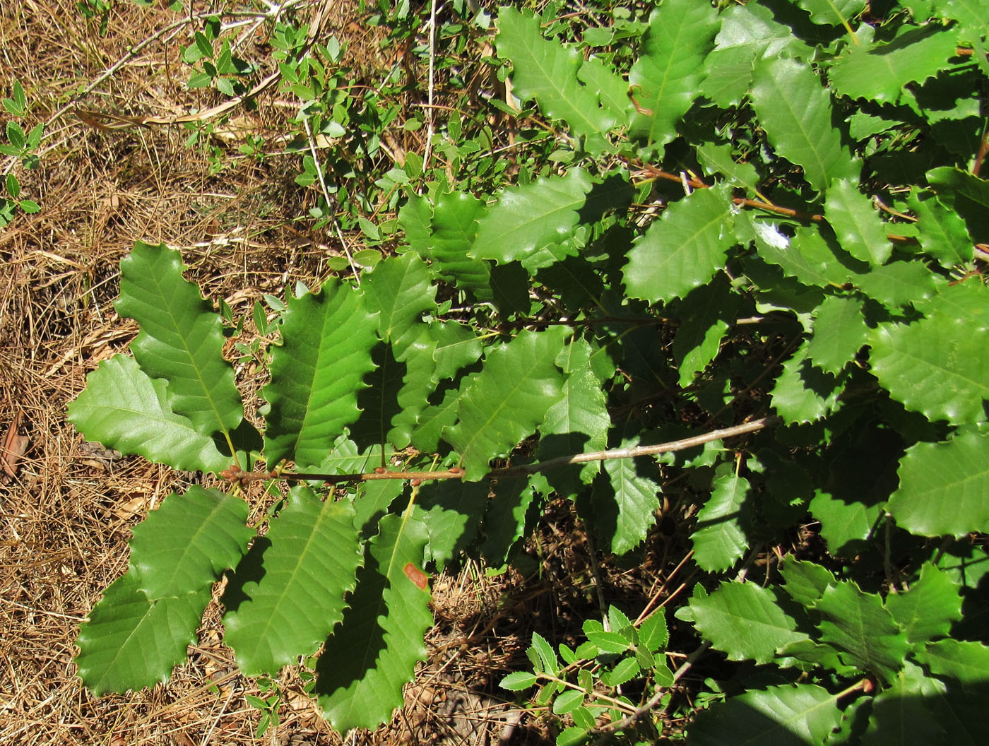 Изображение особи род Quercus.