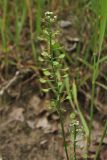 Teesdalia nudicaulis. Соплодие. Нидерланды, провинция Gelderland, община Wijchen, сорное в посевах зерновых. 12 июня 2010 г.