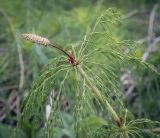 Equisetum sylvaticum