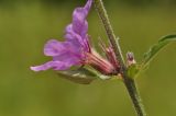 Lythrum salicaria. Часть побега с цветком. Приморский край, Шкотовский р-н, окр. пос. Подъяпольск, переувлажненный приморской луг у подножия сопки. 07.07.2023.