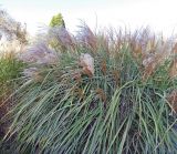 Miscanthus sinensis