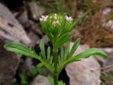 Centranthus calcitrapae. Соцветие. Южный Берег Крыма, пос. Симеиз, гора Кошка. 2 мая 2011 г.