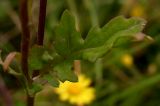 Senecio erraticus