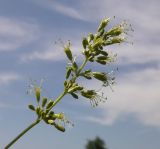 Silene chersonensis. Соцветие. Украина, Луганская обл., степь южнее пгт Новосветловка 14.07.2011.