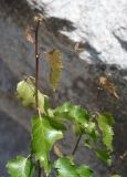 Betula tianschanica