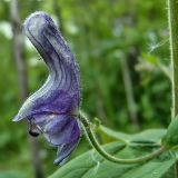 Aconitum septentrionale. Цветок. Вологодская обл. Сокольский р-н, д. Шилыково, пойма р. Кубена. 10 июня 2007 г.