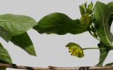 Lonicera разновидность ledebourii