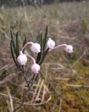 Andromeda polifolia