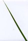 Scirpus sylvaticus. Верхняя часть листа. Курская обл., Железногорский р-н, с. Разветье. 8 июня 2006 г.