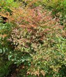 Nandina domestica