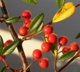 Cotoneaster salicifolius