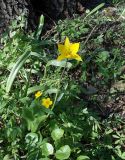 Tulipa biebersteiniana. Цветущее растение. Украина, Харьковская область, Коломакский р-н, окр. с. Гладковка, широколиственный лес. 27.04.2013.