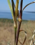 Dianthus pallens. Средние части побегов. Ростовская обл., Неклиновский р-н, Миусский лиман, окр. хутора Дарагановка, степной склон берега северо-западной экспозиции. 14.08.2012.