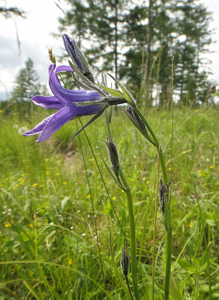 Image of Campanula turczaninovii specimen.