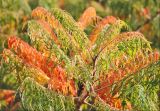 Rhus typhina form laciniata. Верхушка побега с листьями в осенней и летней окраске. Черноморское побережье Кавказа, Новороссийск, близ Суджукской лагуны, Дендропарк, в культуре. 13 октября 2013 г.