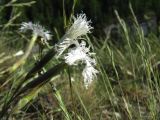 Dianthus acicularis. Цветки. Пермский край, окр. г. Красновишерск, левый берег р. Вишера, Камень Ветлан, площадка на известняковой скале. 11.06.2013.