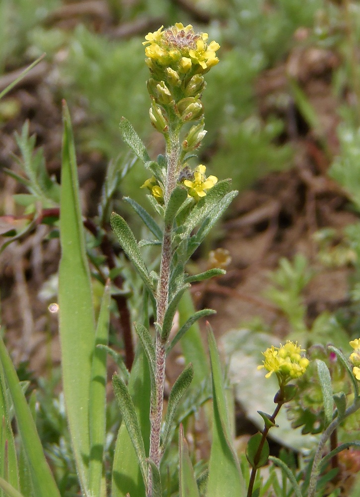 Изображение особи Alyssum turkestanicum var. desertorum.