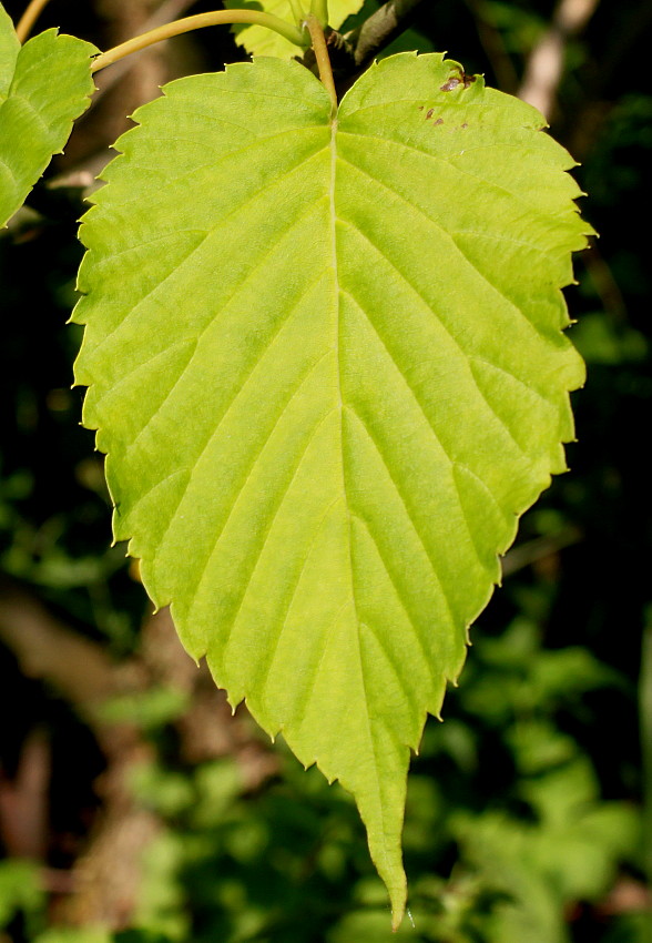 Image of Davidia involucrata var. vilmoriniana specimen.