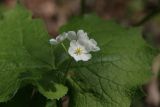 Diphylleia grayi