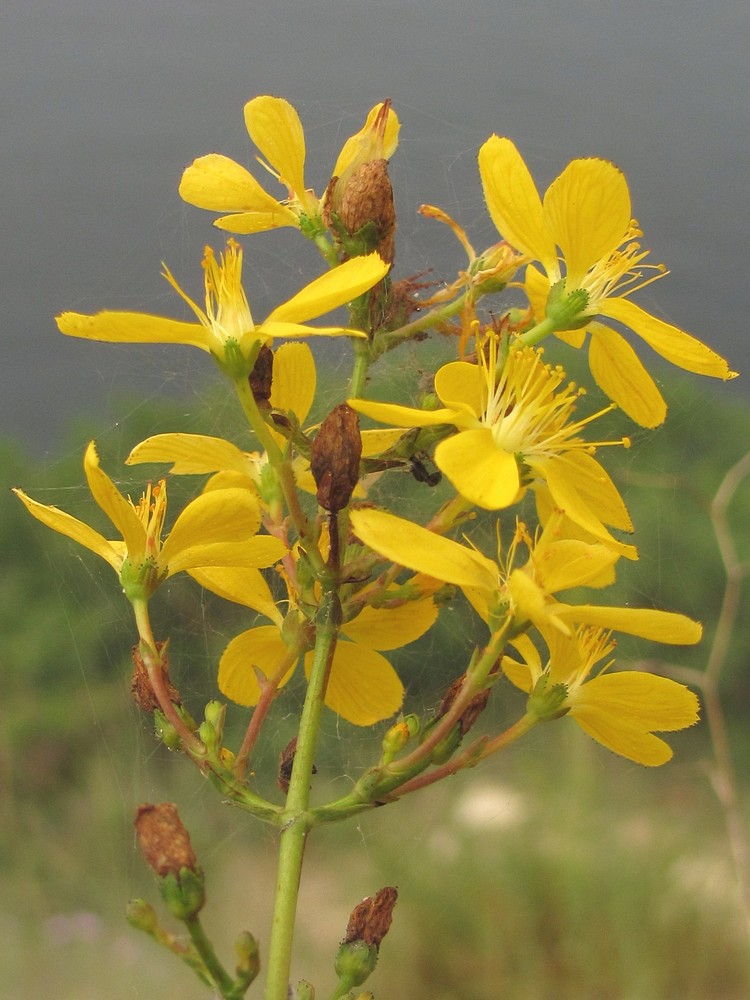 Изображение особи Hypericum elongatum.