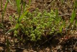 Scleranthus polycarpos. Цветущее растение. Новгородская обл., Боровичский р-н, западнее г. Боровичи, у грунтовой дороги между сосновым лесом и лугом. 31.05.2015.