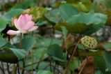 Nelumbo nucifera