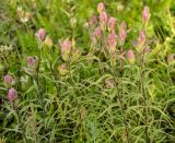 Castilleja rubra