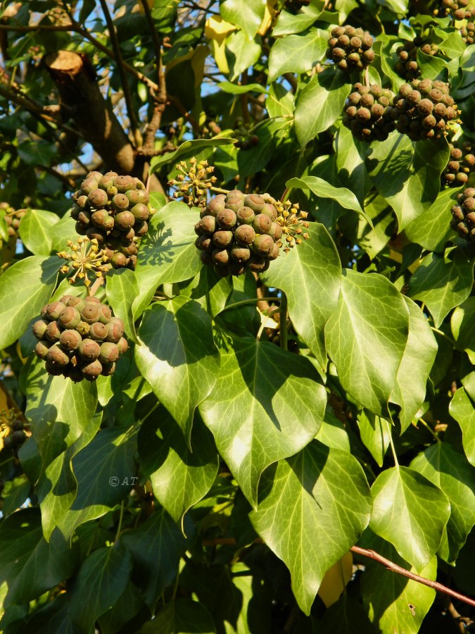 Изображение особи Hedera helix.