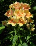 Antirrhinum majus