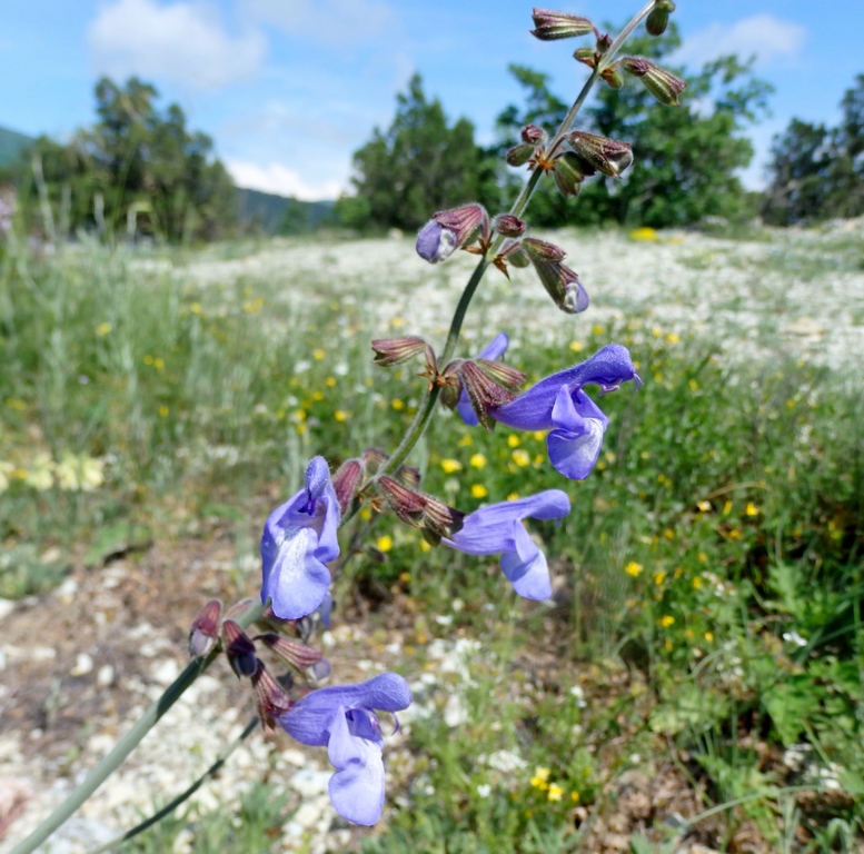 Изображение особи Salvia ringens.