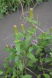 Prunella vulgaris